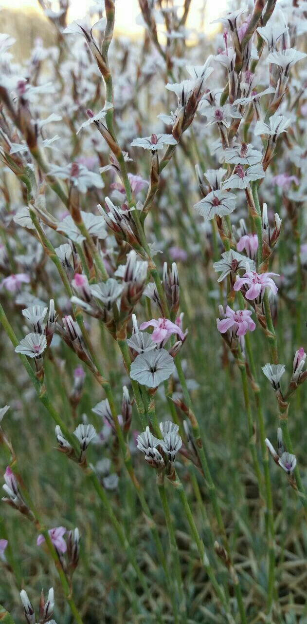 کلاه میرحسن زیگزاگی